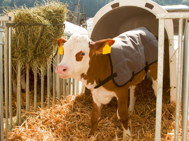 KERBL Kälberdecke Ripstopp